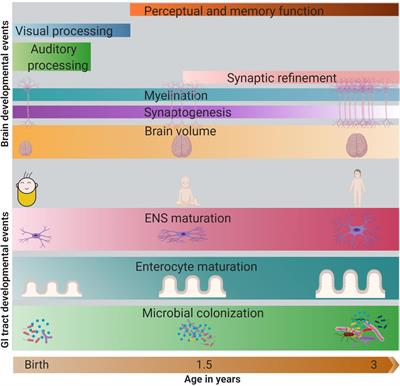 Gut-Brain Axis in the Early Postnatal Years of Life: A Developmental Perspective